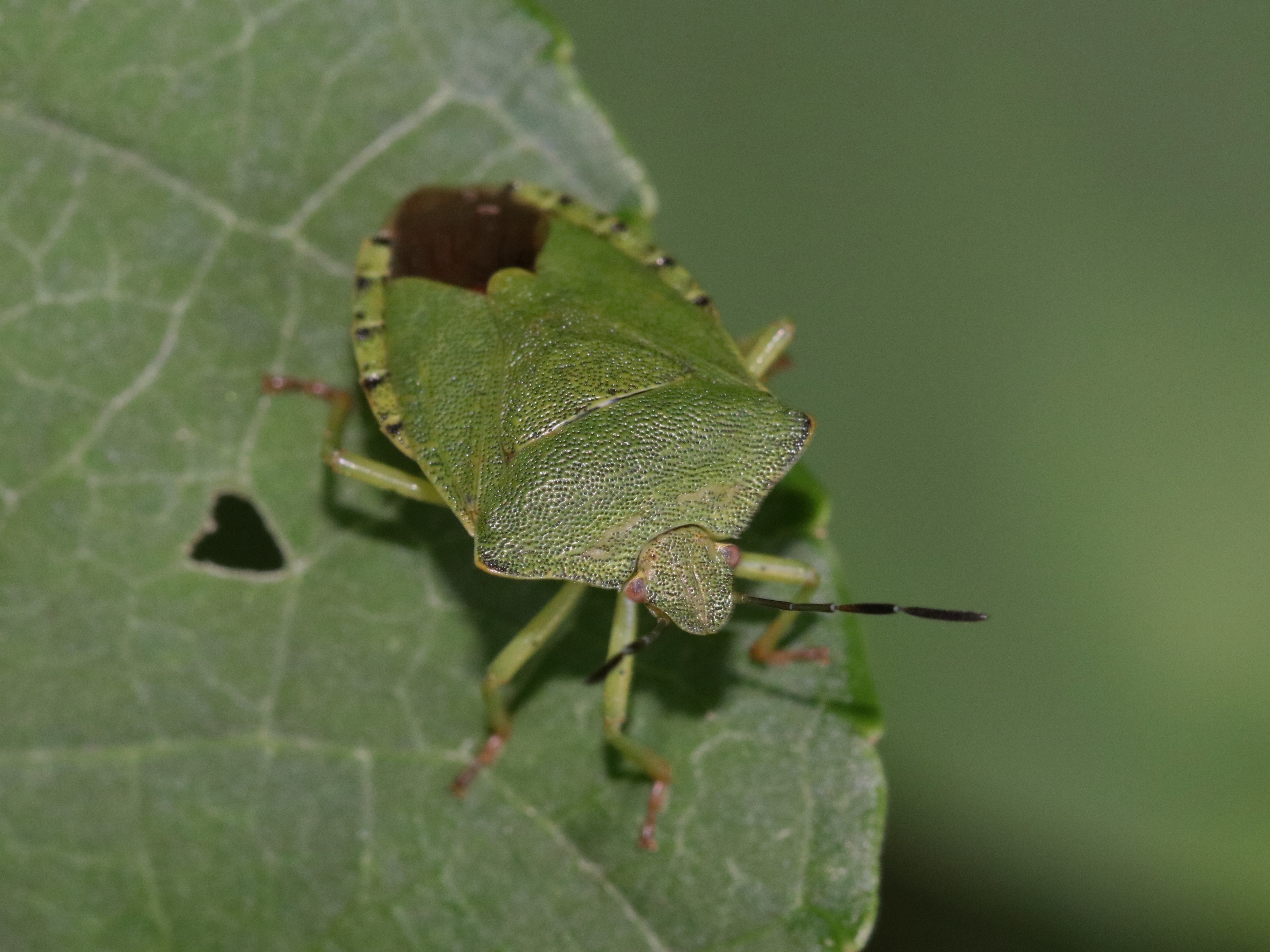 photo_2